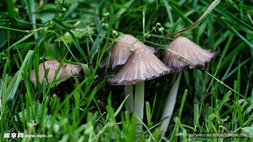 草丛中的蘑菇