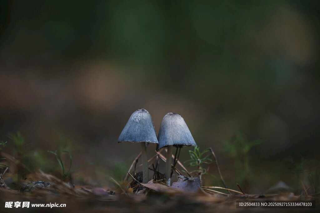 两朵小巧蘑菇生长于草地