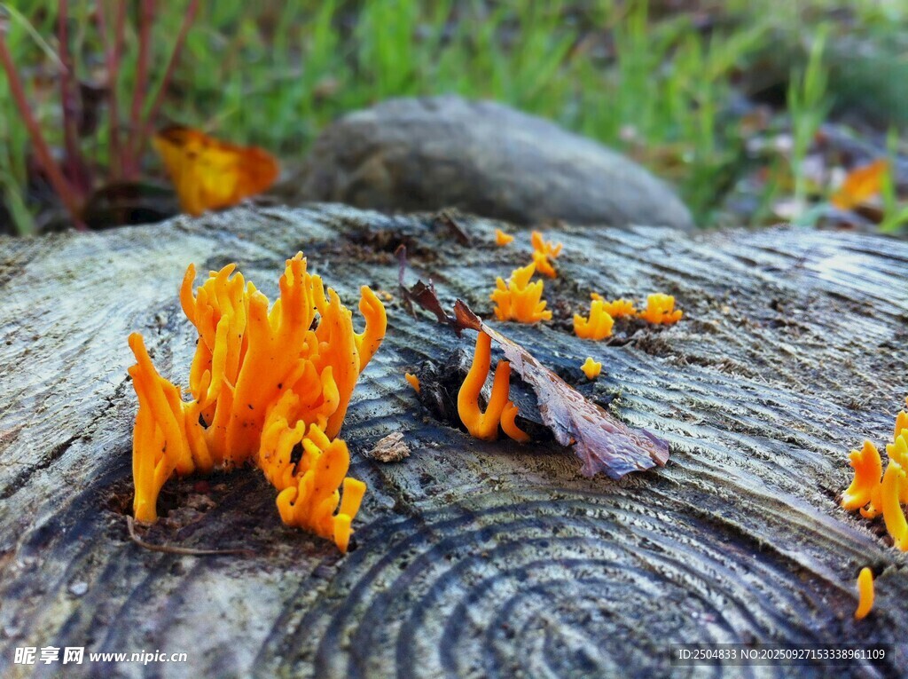 木头上的橙色菌类奇观