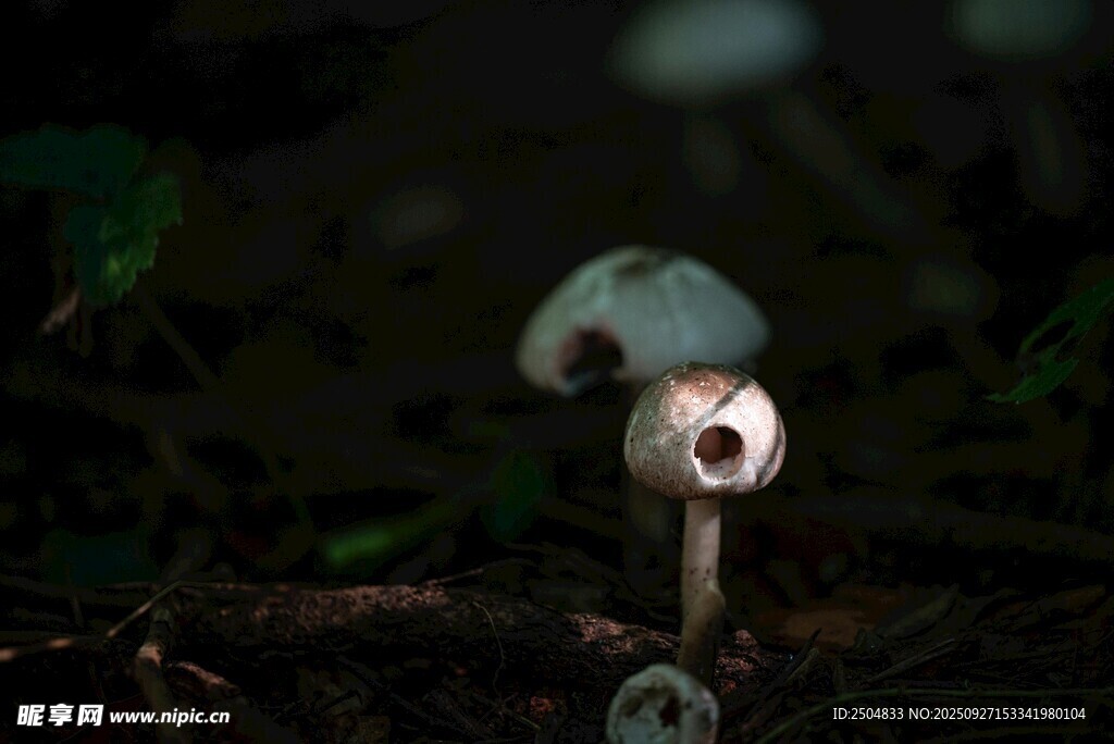 森林中的神秘蘑菇