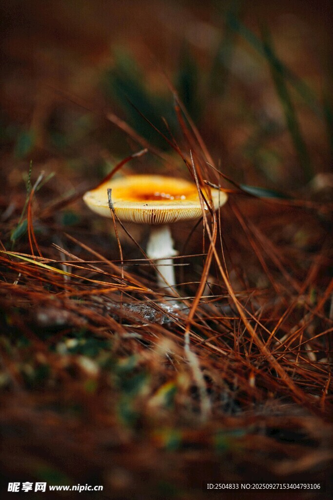森林中生长的黄色小蘑菇