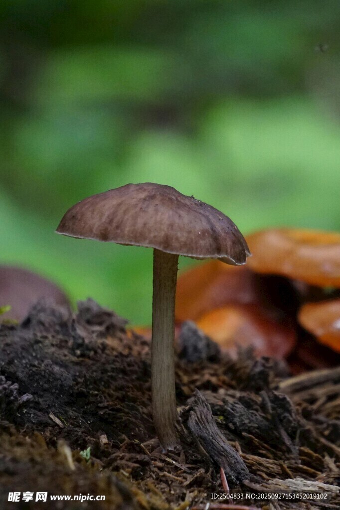 森林中的小蘑菇