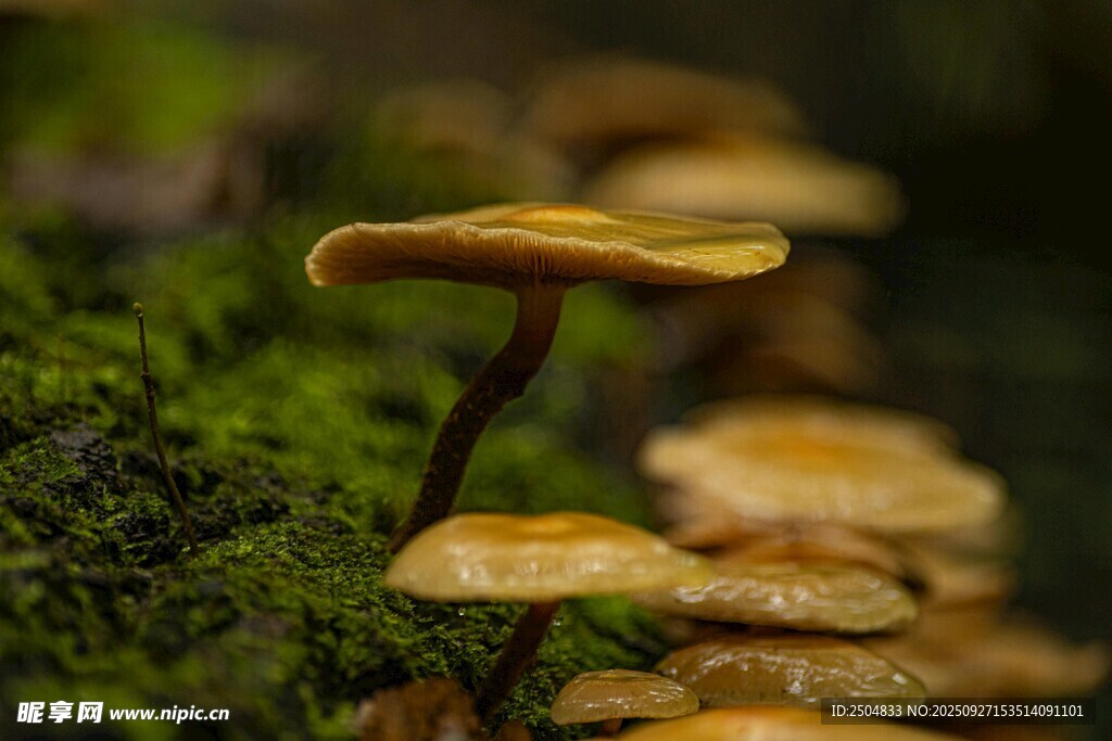 林间苔藓上的黄色小蘑菇