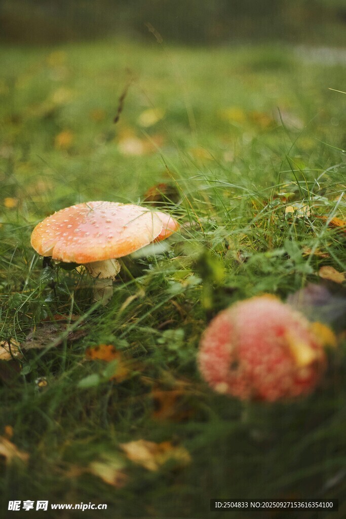 草地上的鲜艳蘑菇