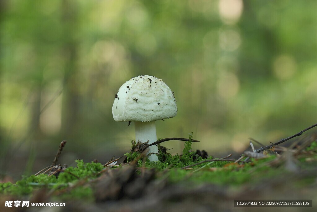 森林中的白色小蘑菇