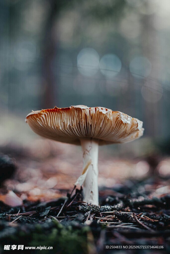 森林中的独株蘑菇
