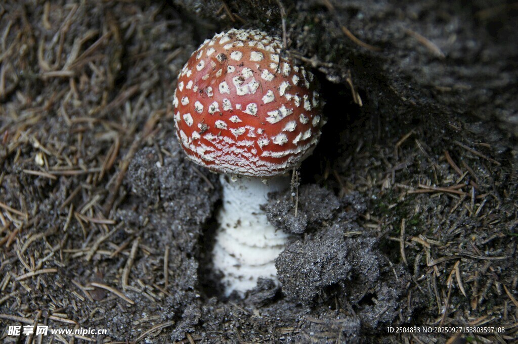 红色斑点蘑菇破土而出