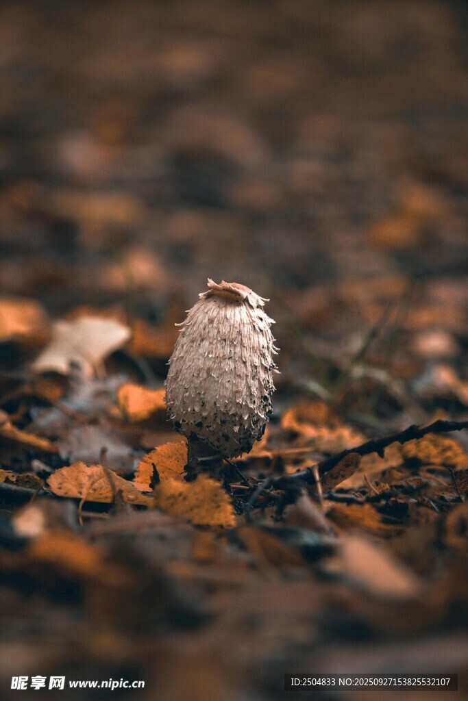林间小蘑菇