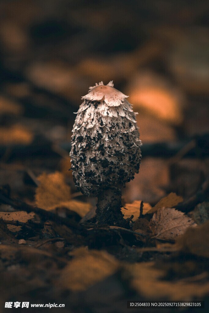 孤独蘑菇于落叶间