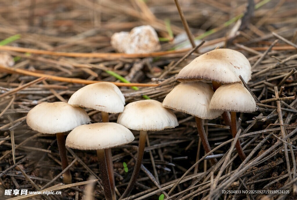 草丛中的白色小蘑菇