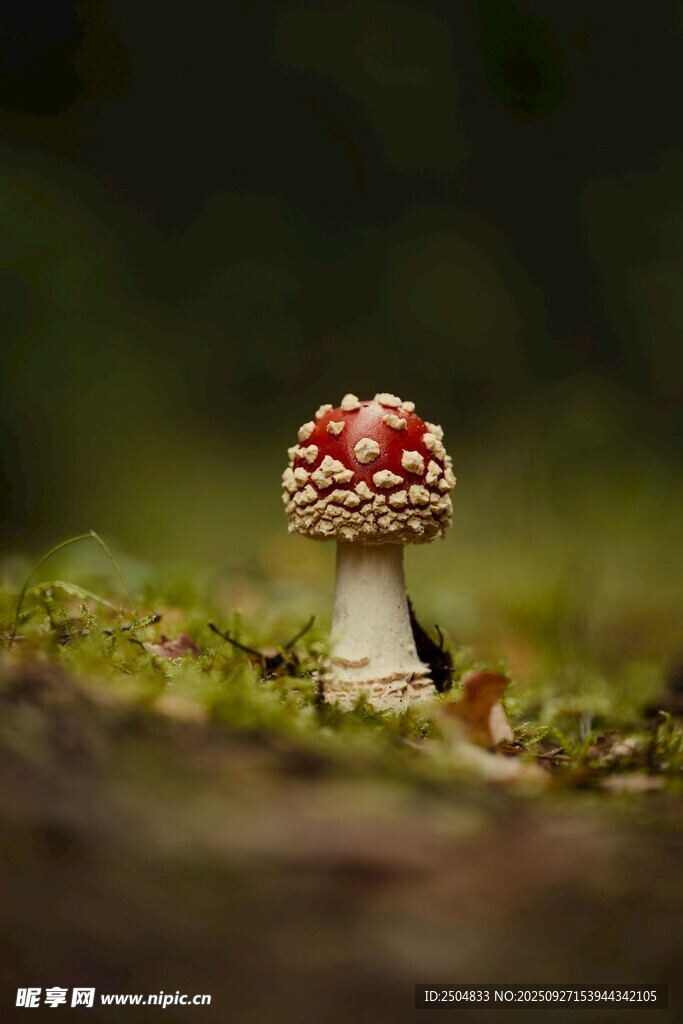 森林中的小巧红蘑菇