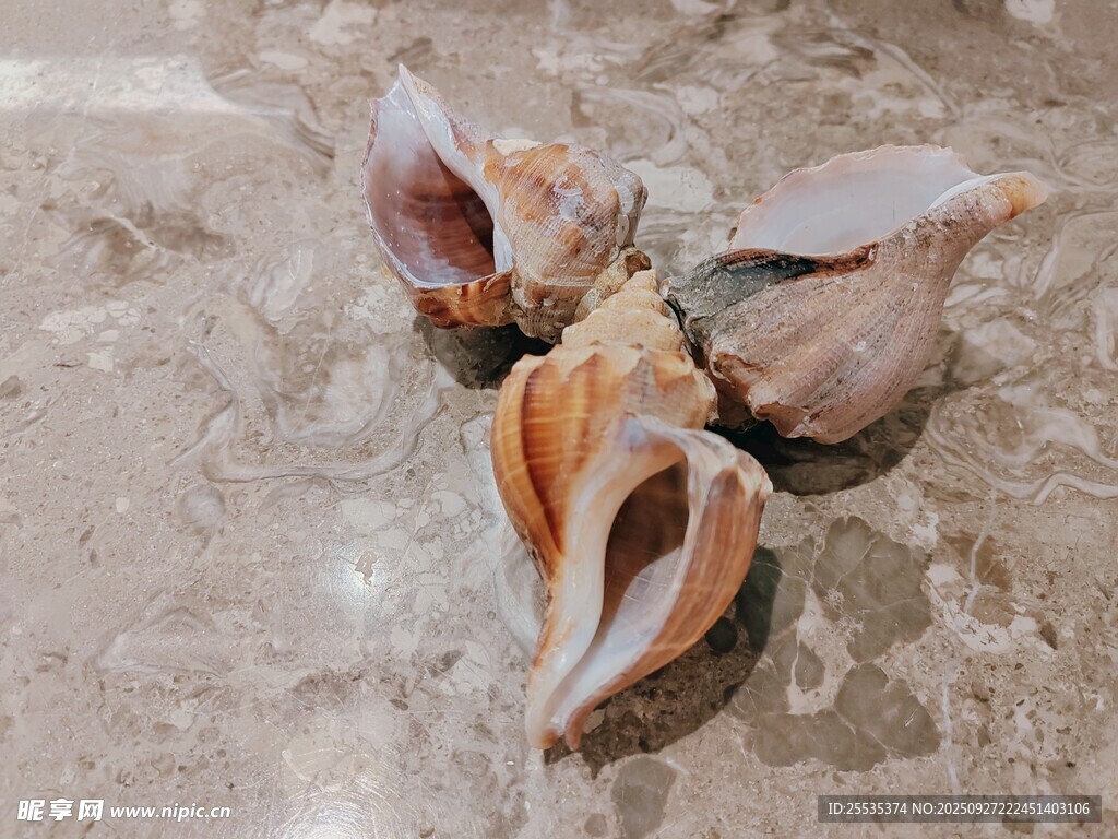 海螺图片