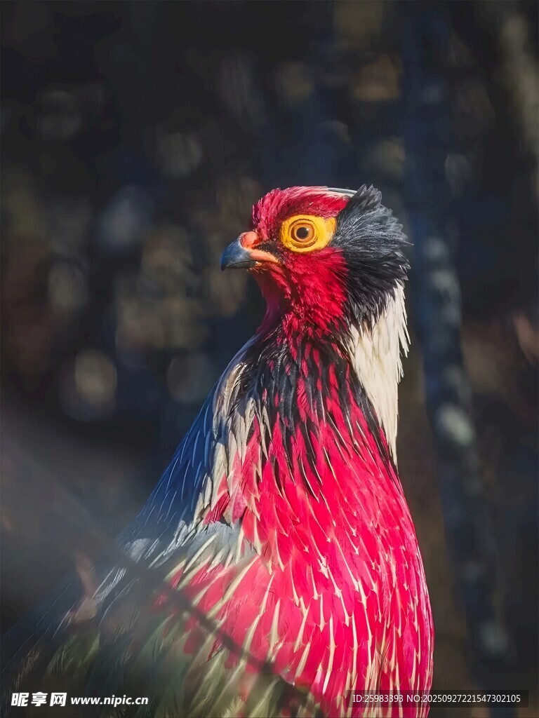 血雉