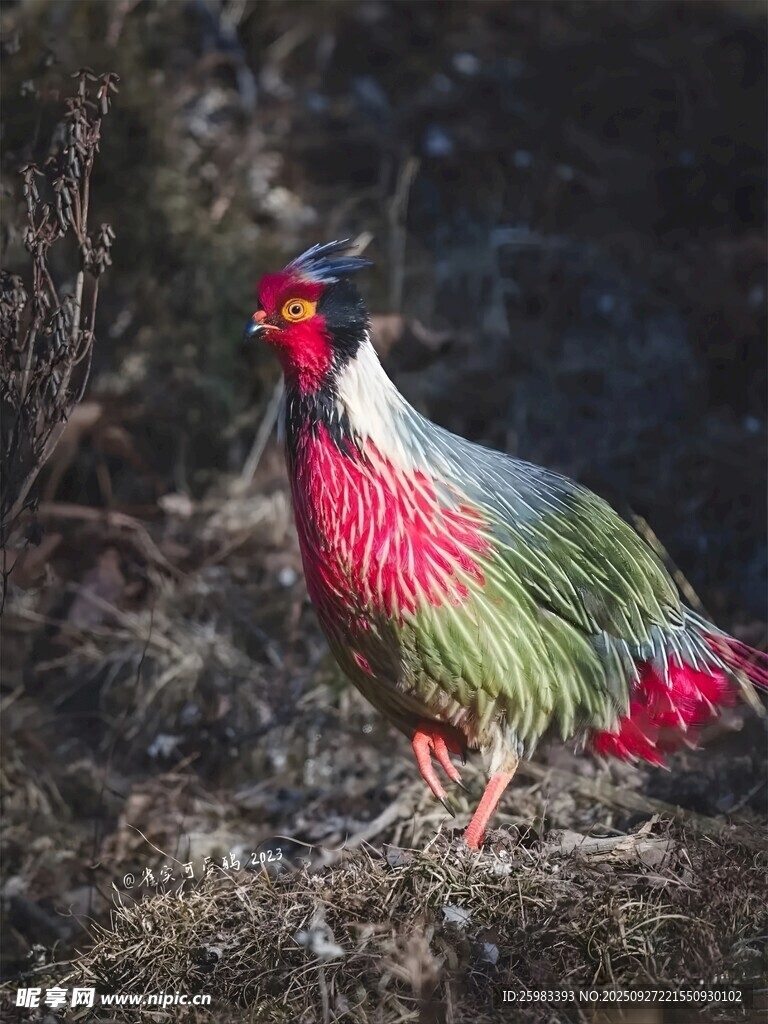 血雉