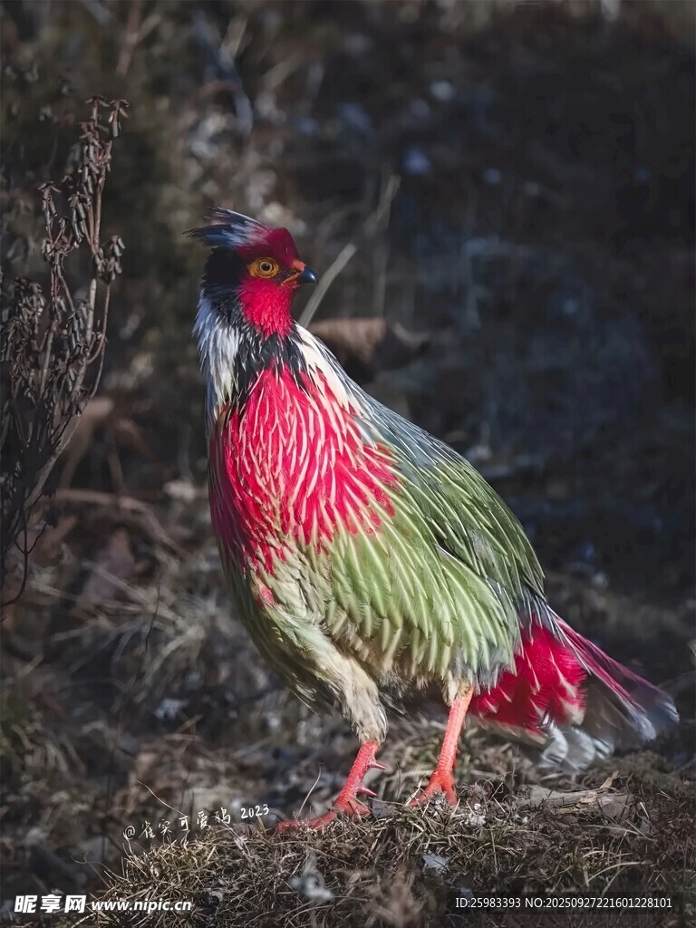血雉