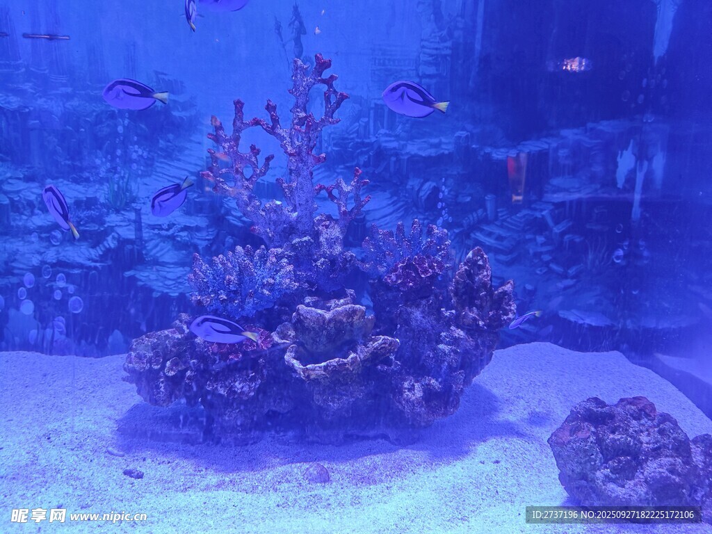 珊瑚