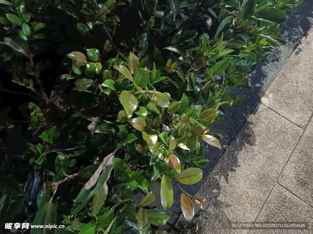 路边绿植特写