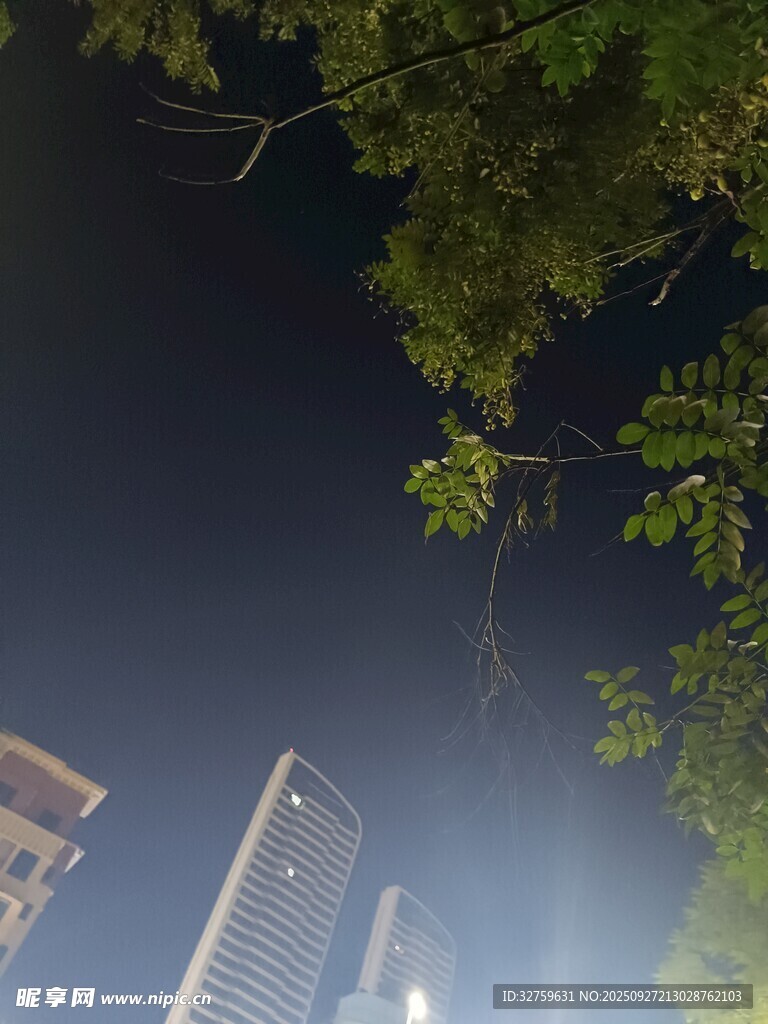 仰视城市高楼与繁茂枝叶