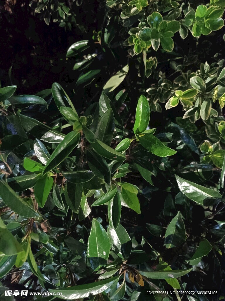 绿叶繁茂的植物景象
