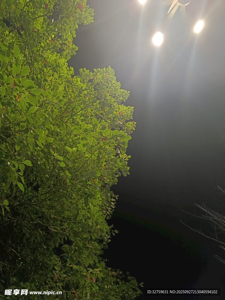 林间夜色下的灯光与绿植