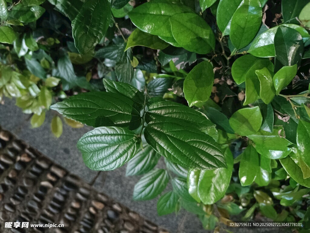 绿叶植物近景特写