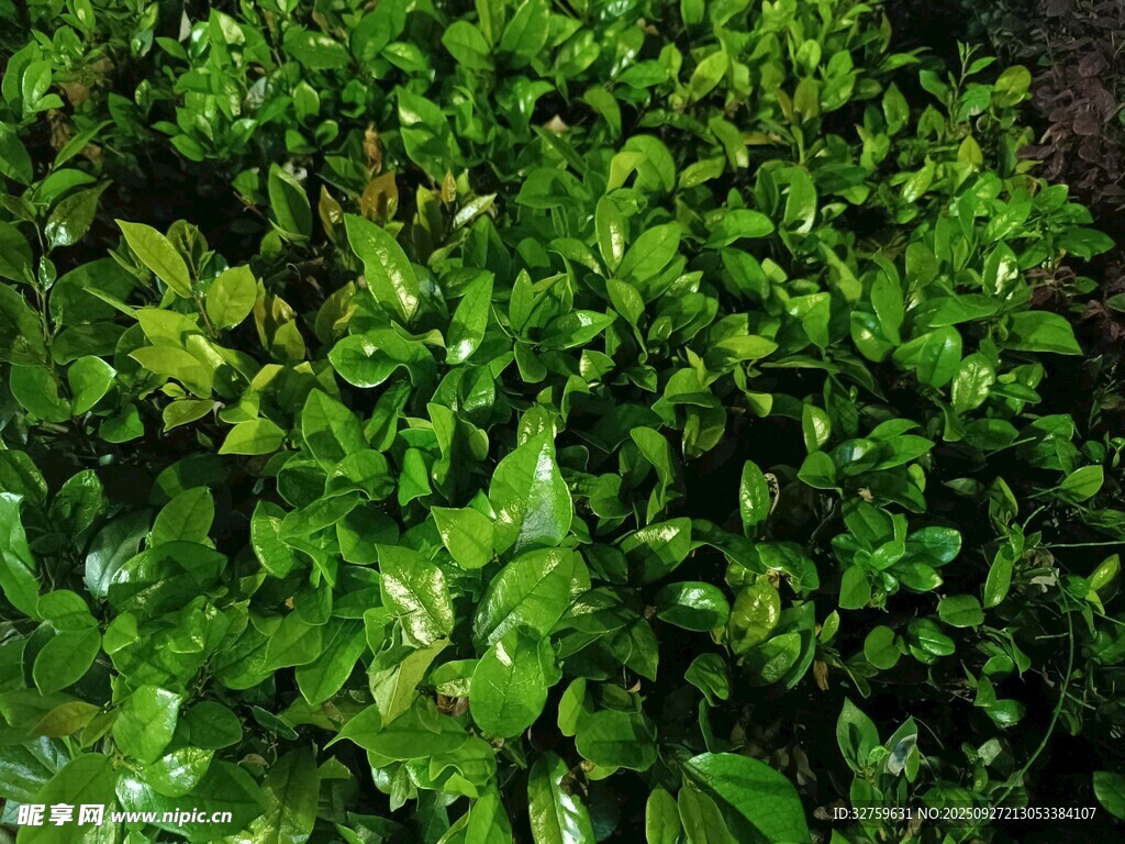 翠绿繁茂的植物景观