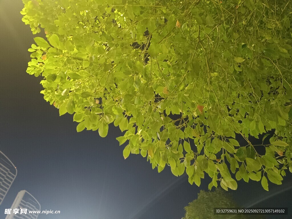 翠绿繁茂的树冠