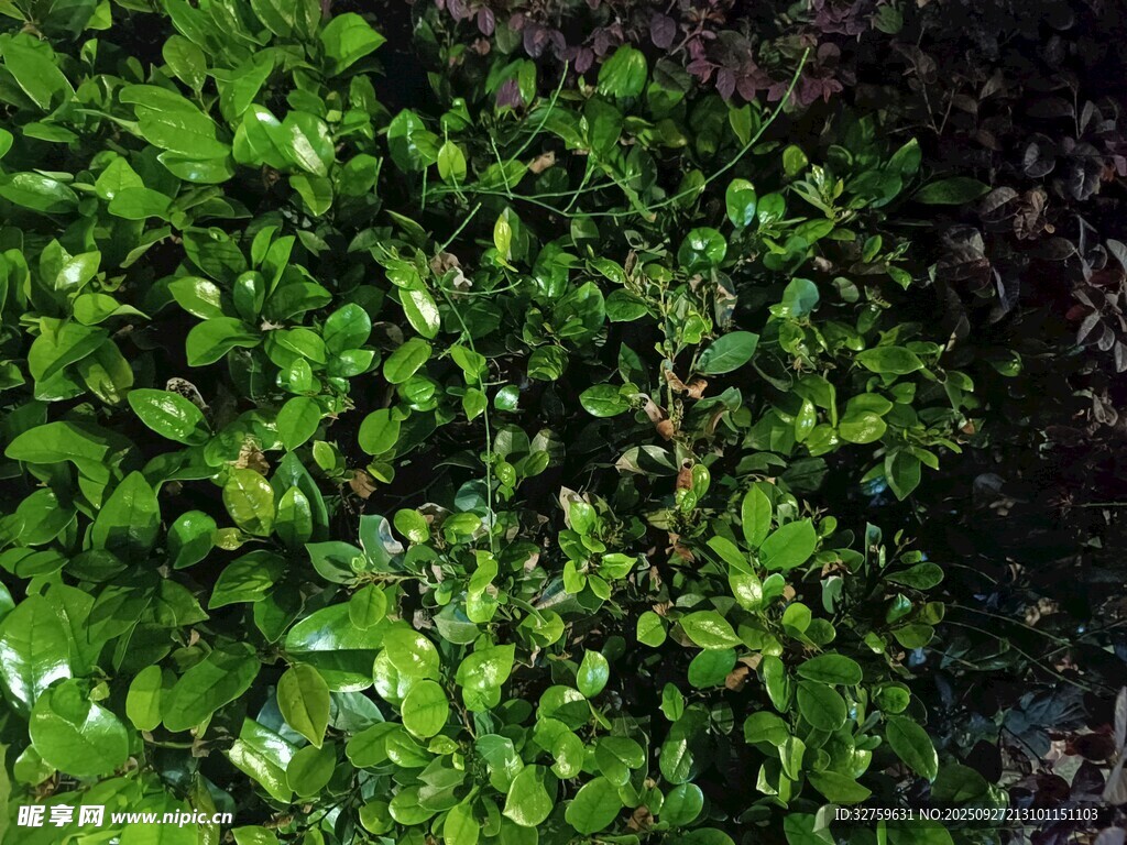 翠绿繁茂的植物景观