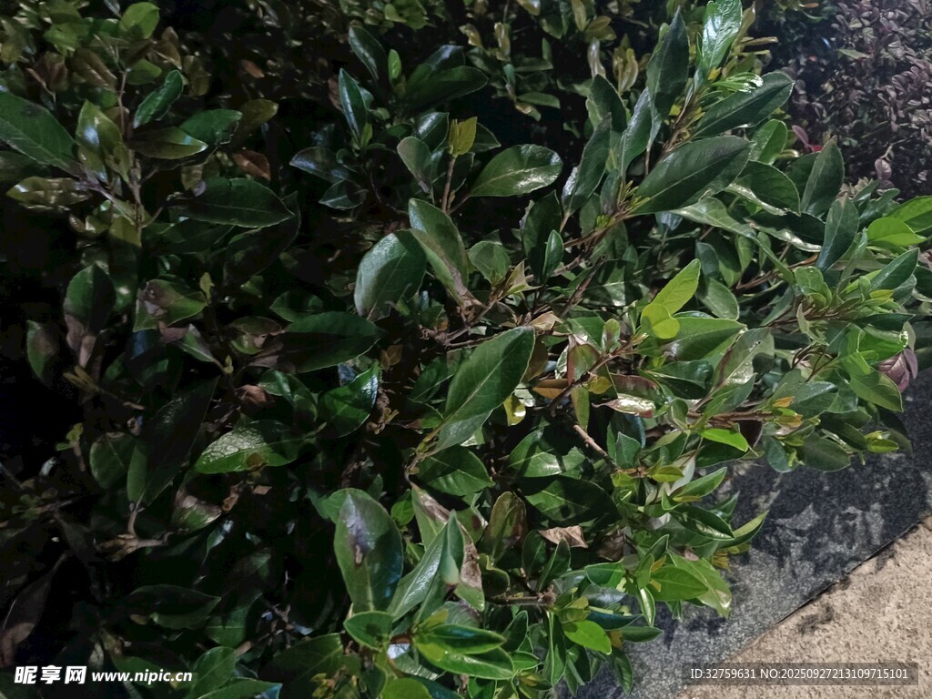 绿叶繁茂的植物景观