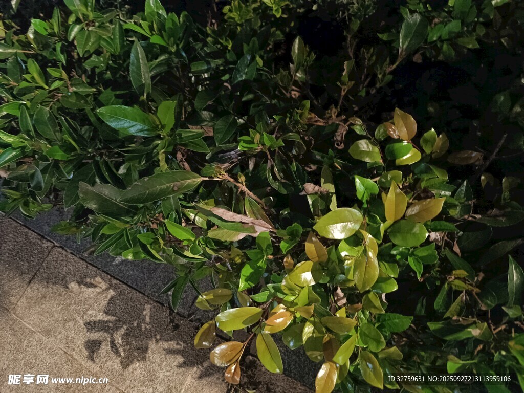 路边翠绿繁茂的植物