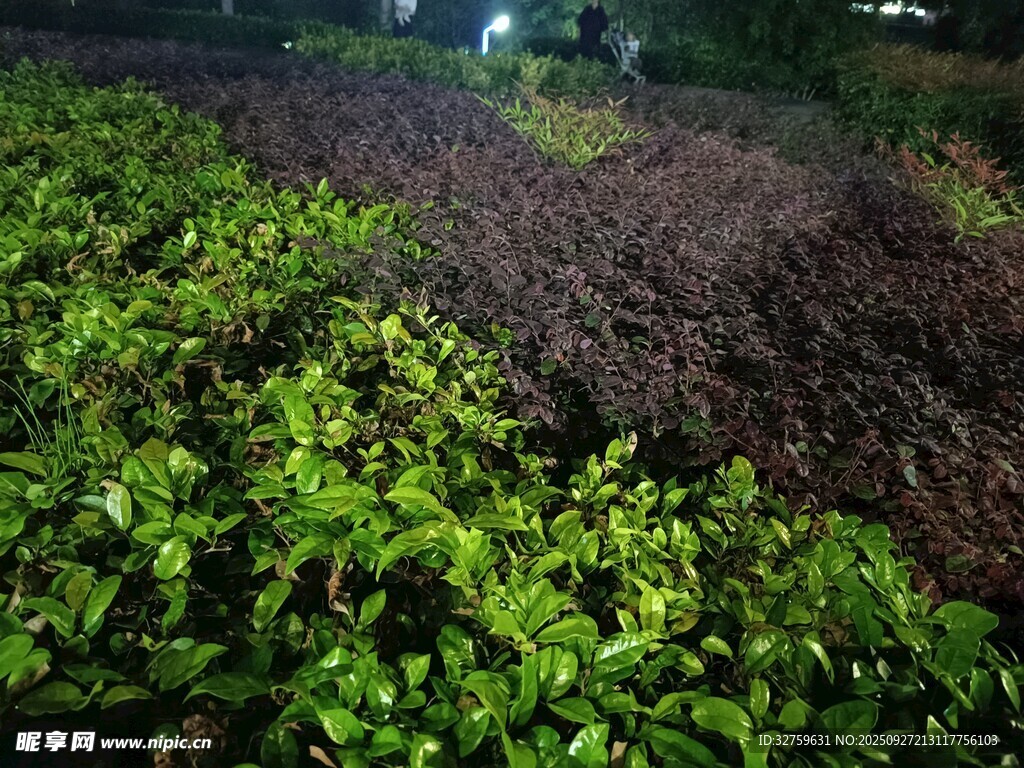 绿意盎然的植物景观
