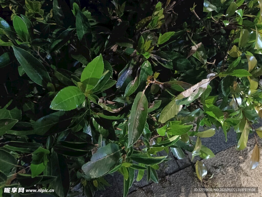 绿叶植物特写