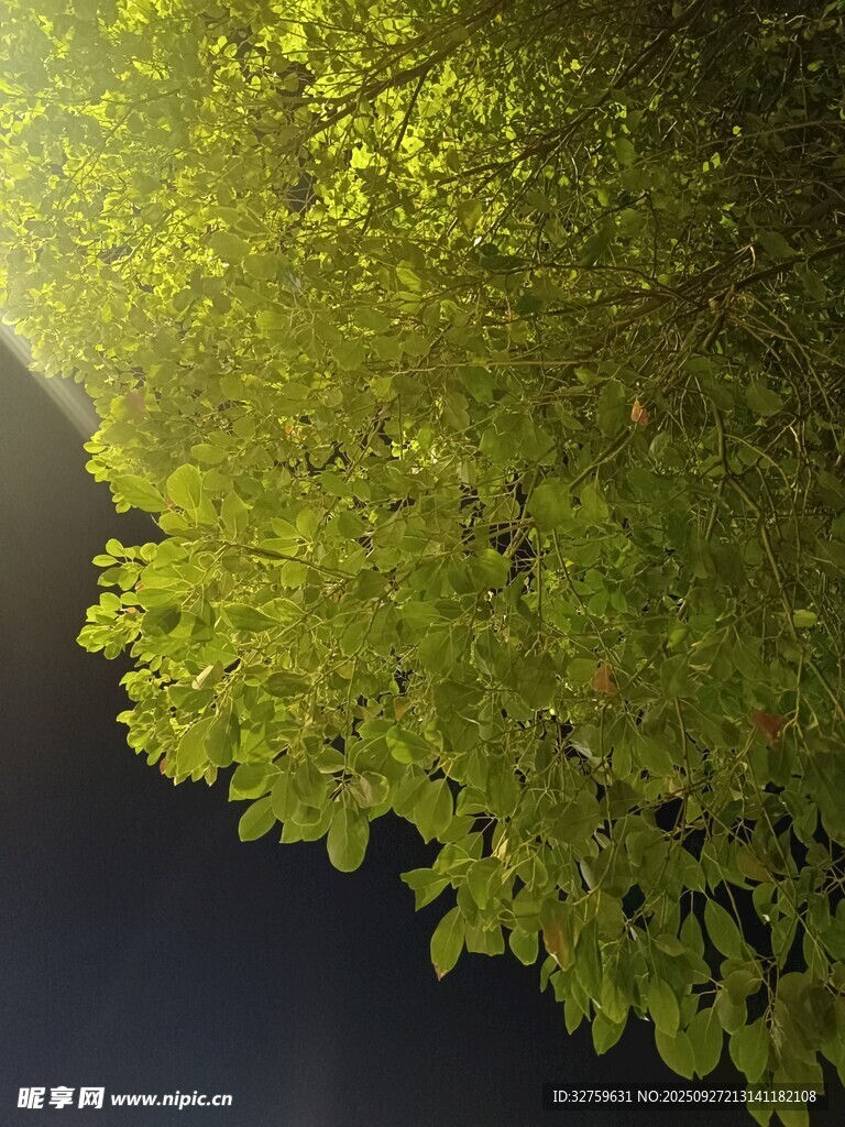 阳光穿透绿叶的美妙瞬间