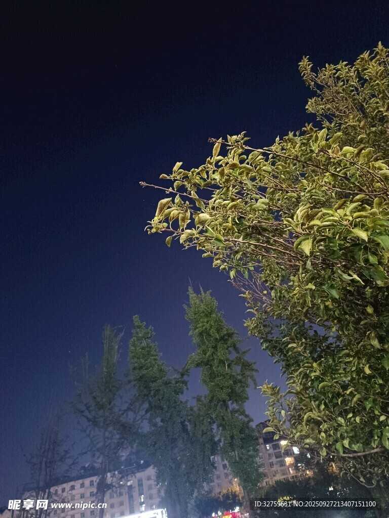夜晚绿树与城市灯火景象