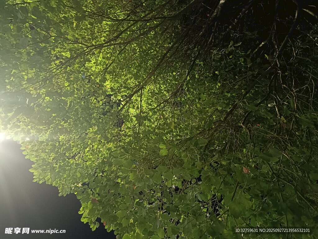 林间晨光洒向繁茂绿叶