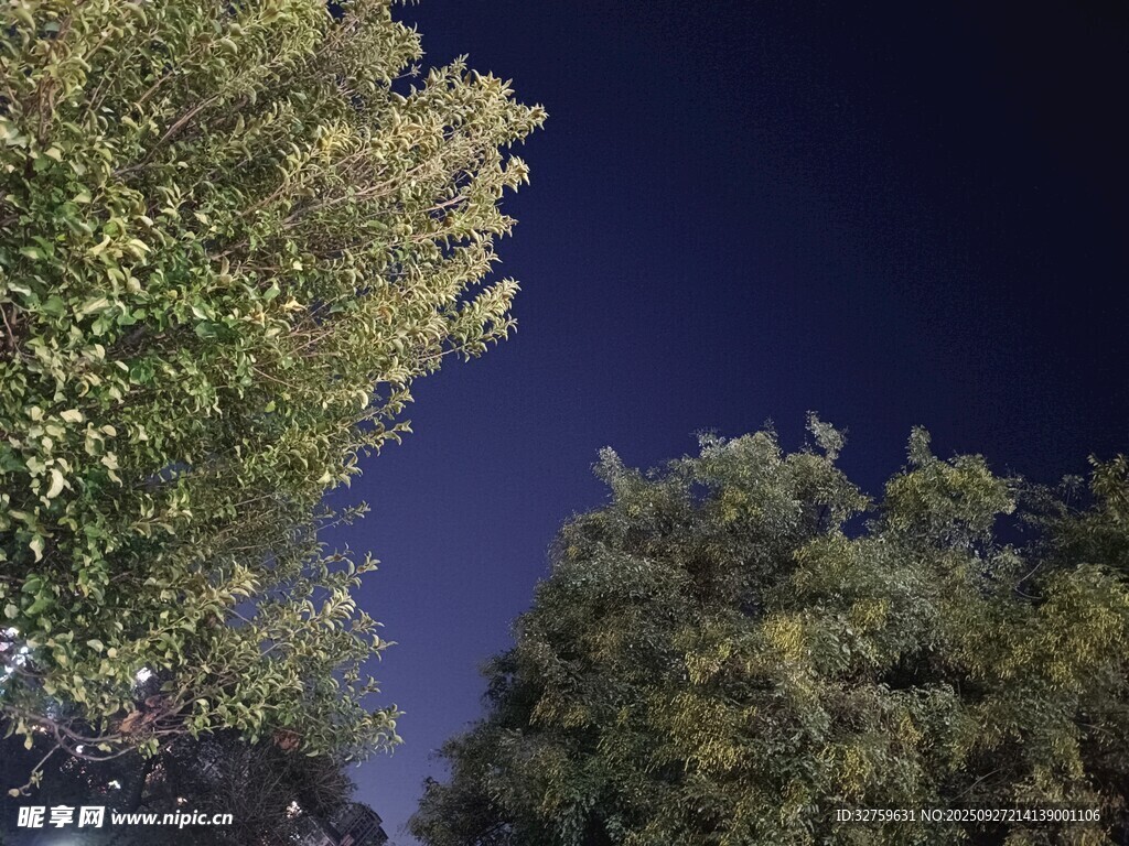 夜空下的葱郁树木