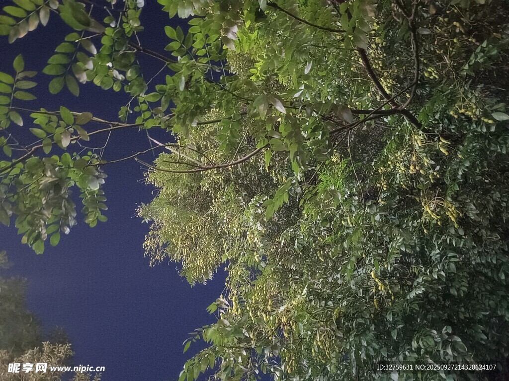 夜幕下的繁茂绿树