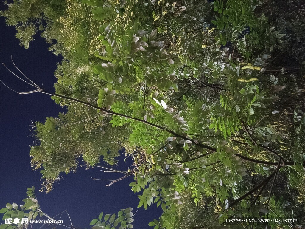 夜幕下的葱郁树林