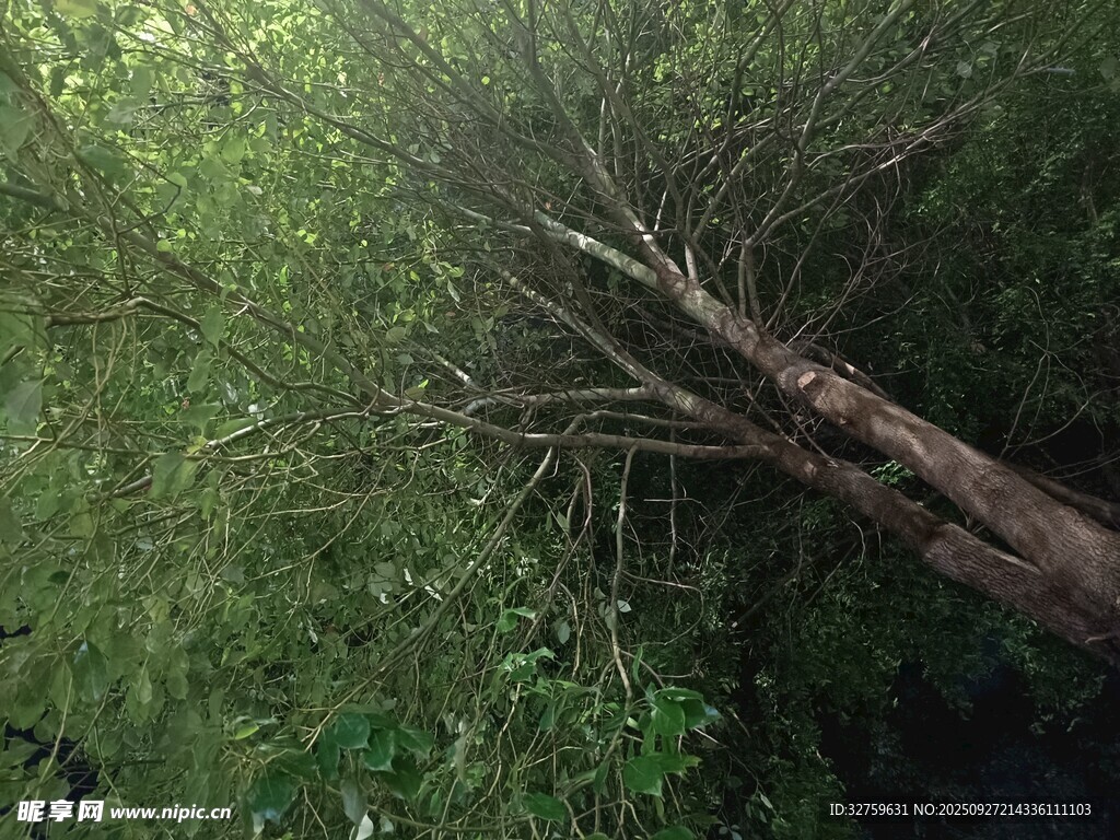 森林中倒下的枯木