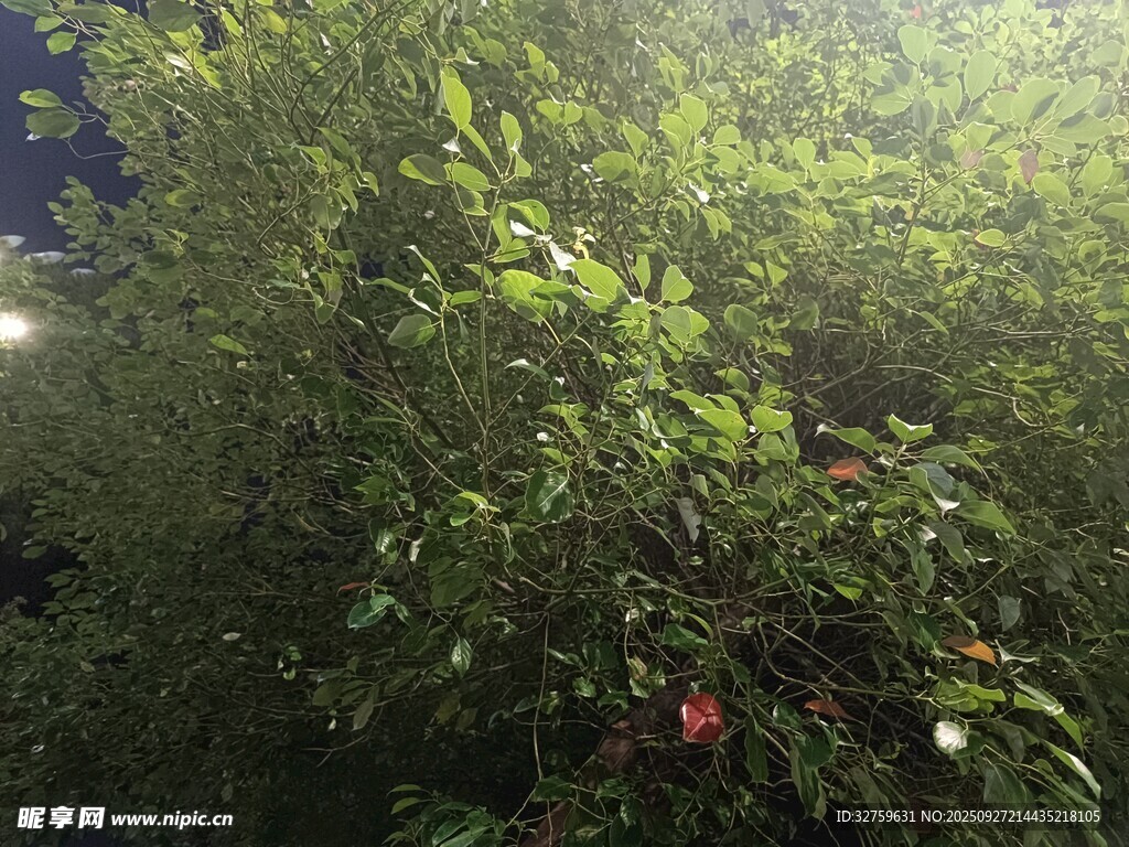 繁茂绿植中的一抹红