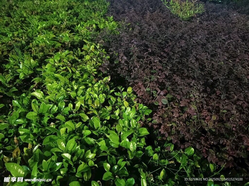 嫩绿植物与深色土地景观