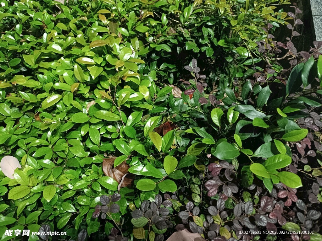 翠绿繁茂的植物墙景观
