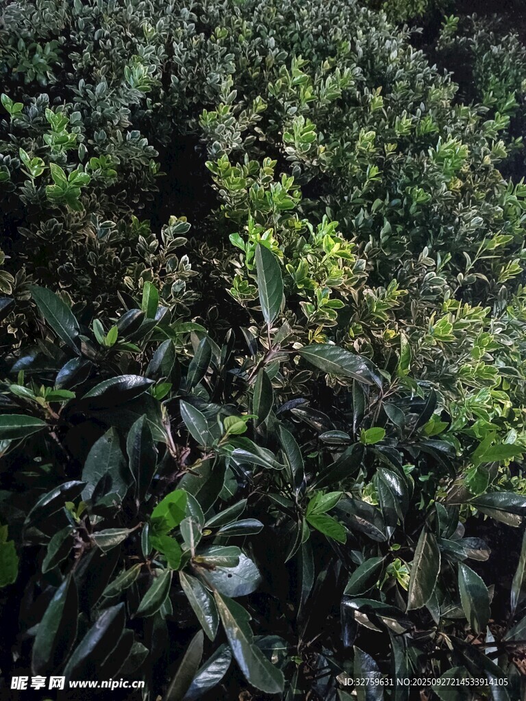 茂密绿植景观
