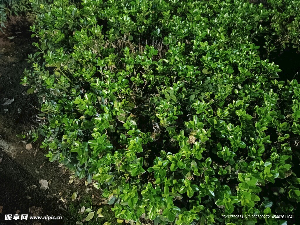 翠绿繁茂的丛生植物