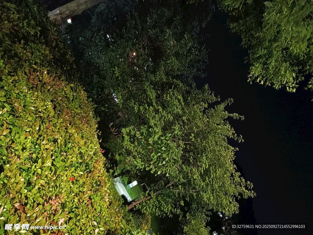夜晚绿植景观