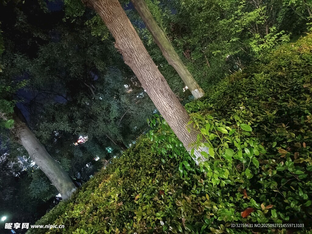 茂密丛林中的高大树木