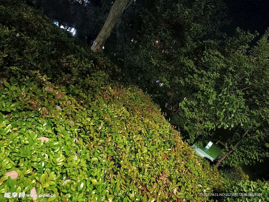 夜间绿植景观