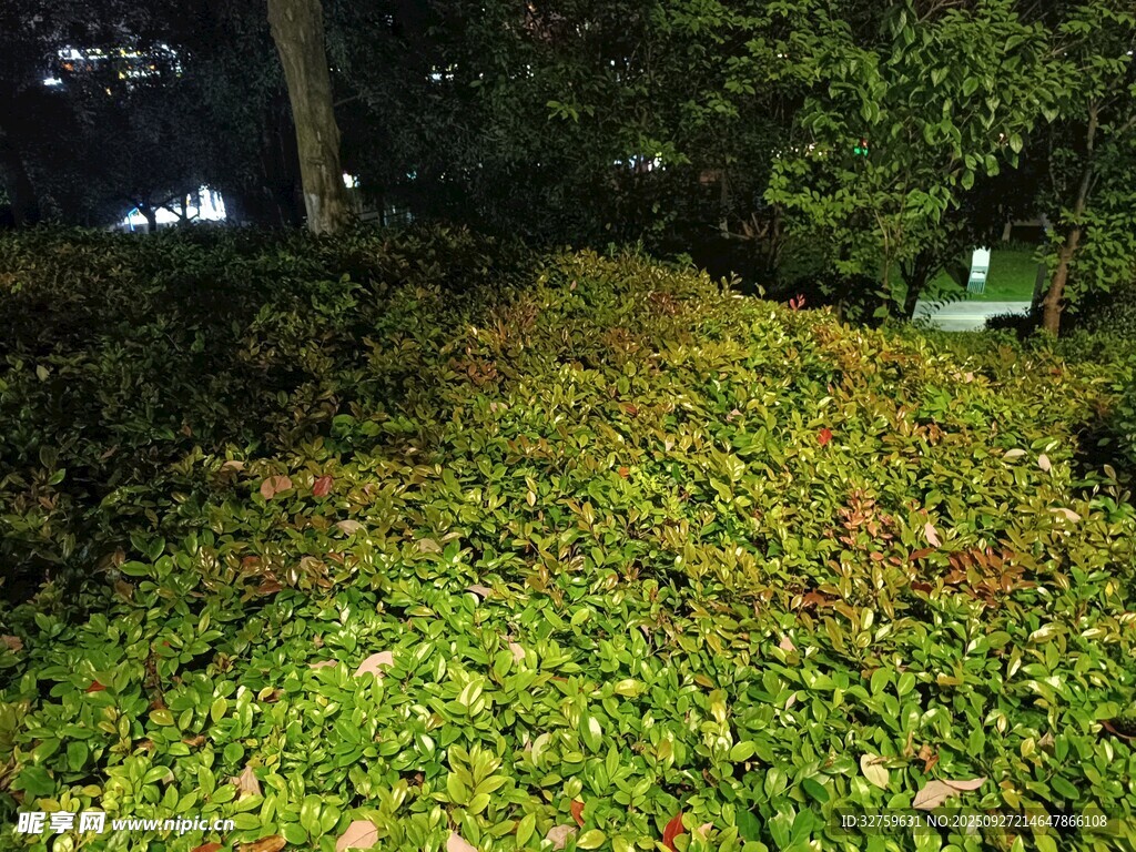 夜晚绿植景观