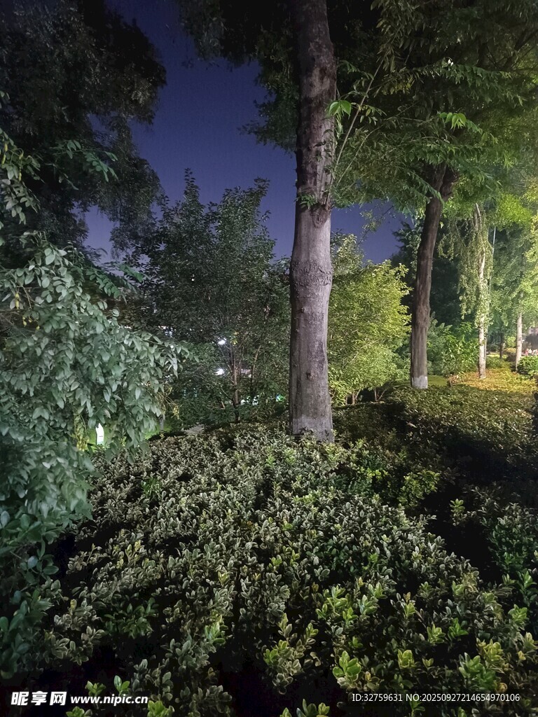 夜晚静谧的林间绿植景观