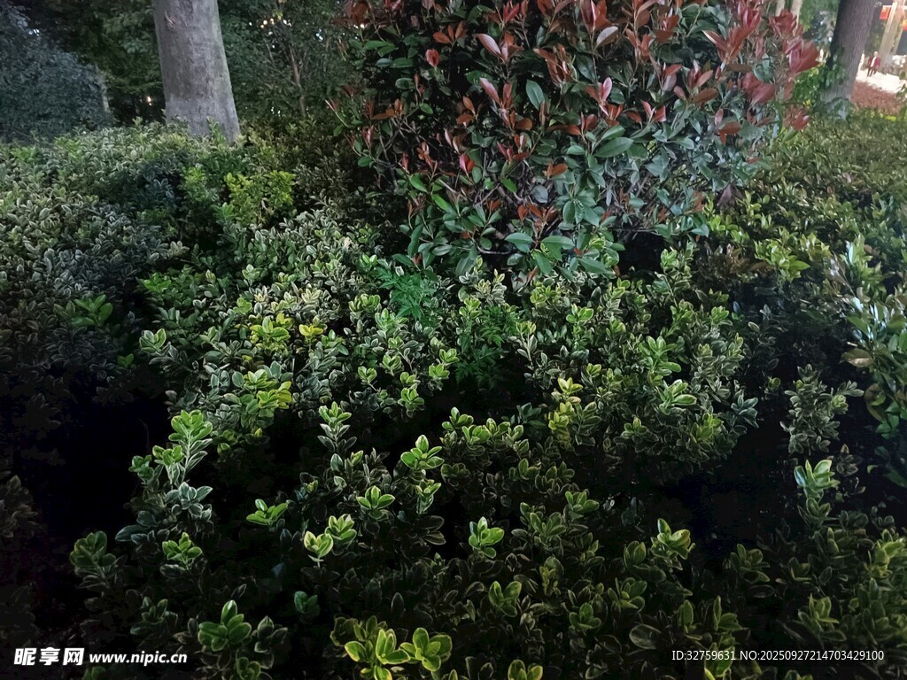 绿意盎然的灌木丛景观